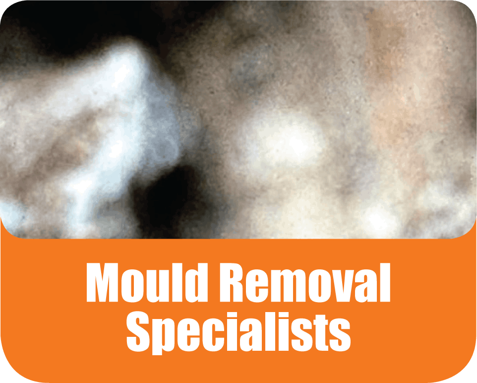 Mould Removal Specialists in Penrith, Blue Mountains, The Hills, Sydney, Lane Cove, Turramurra