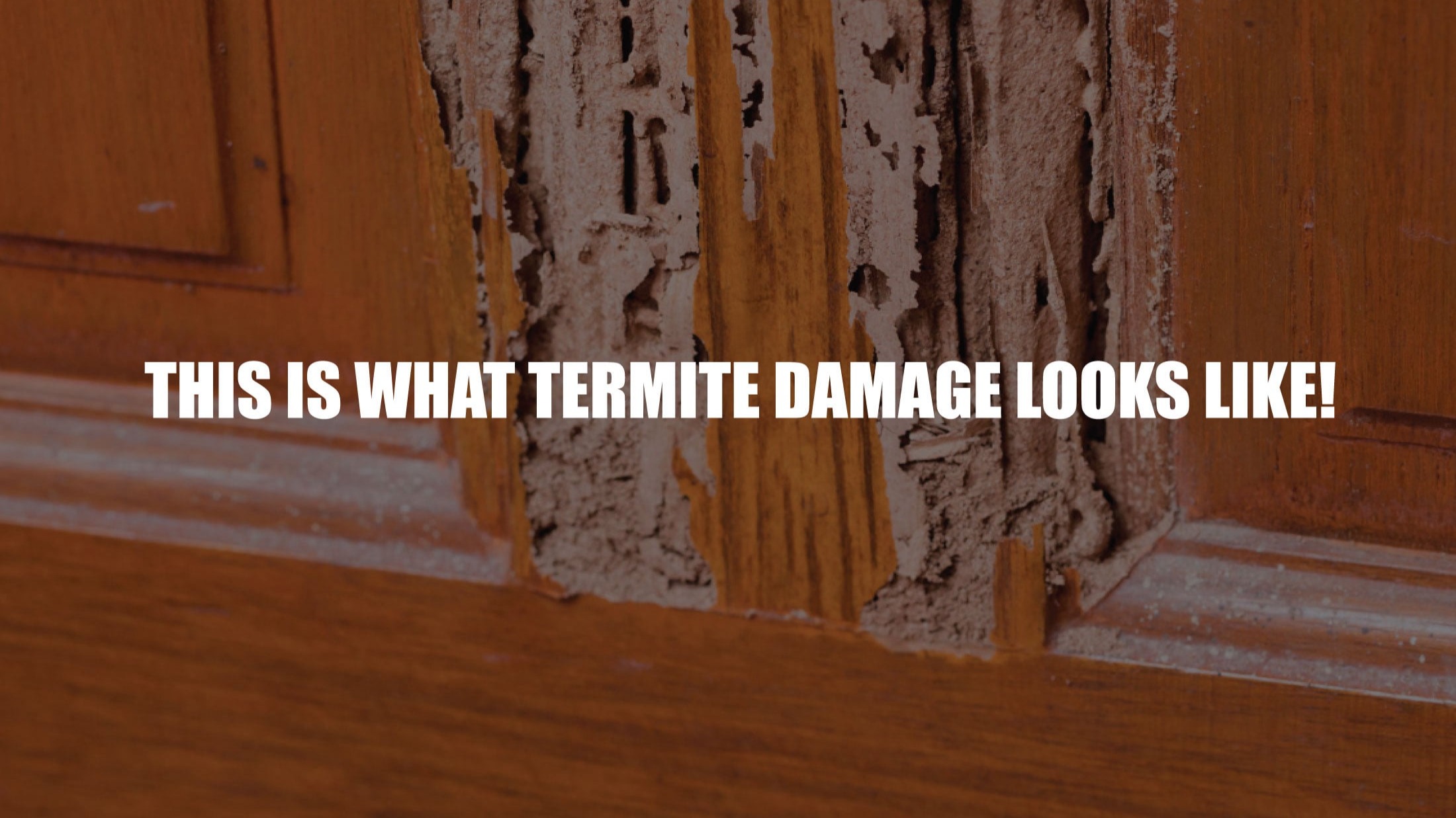 Zest Property Services - Termite Damage Repairs - Hills District in Sydney