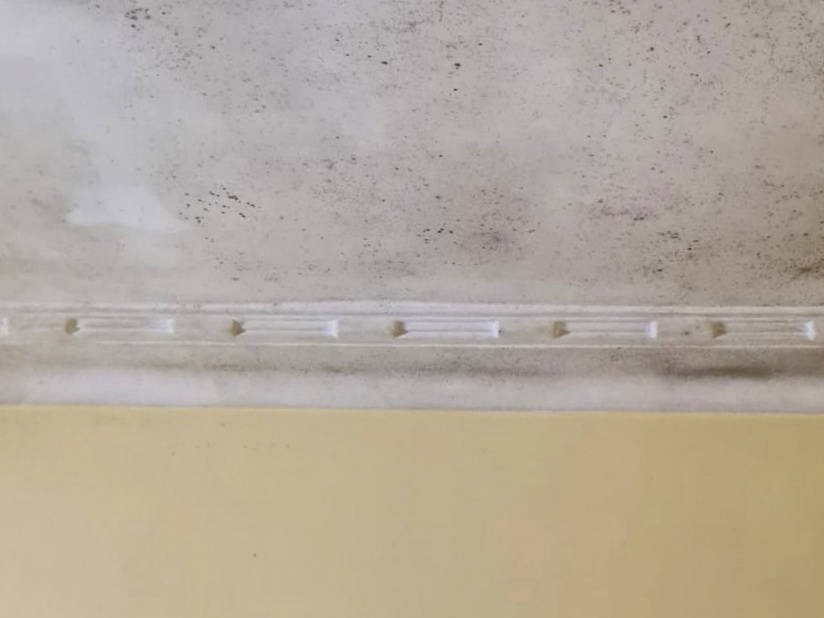 Zest_Property_Services_Maintenance - Termite Control - Hills District of Sydney