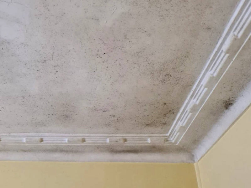 Zest_Property_Services_Maintenance - Termite Control - Hills District of Sydney
