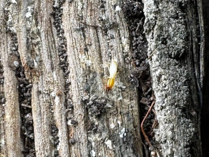 Zest_Property_Services_Maintenance - Termite Damage Repairs - Hills District of Sydney