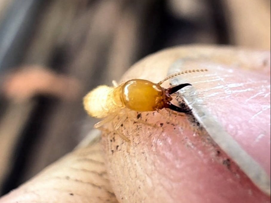Zest_Property_Services_Maintenance - Termite Control - Hills District of Sydney